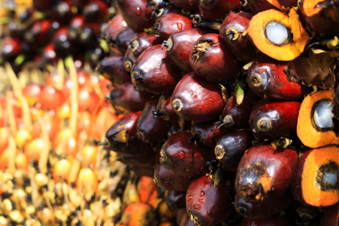 Palm oil, once the world’s cheapest edible oil, has seen a significant price shift, largely driven by reduced output from key producers and an ample supply of alternatives. 
The price of palm oil has increased by 10% this year, while soybean oil prices have dropped by 9%, reflecting better crop prospects, especially in the US.
This change marks a rare occurrence where palm oil, usually cheaper, is now more expensive than its rivals. The dynamics of the edible oil market are evolving, and the palm oil sector is adjusting to new challenges.
Declining output in Indonesia and Malaysia 
Indonesia and Malaysia, responsible for 85% of global palm oil production, are experiencing difficulties with their output. 
Many smallholders are hesitant to cut down aging trees and replant due to the long wait times for new trees to bear fruit.
Palm trees require four to five years before becoming productive, compared to the much shorter six months for soybean plants. 
This reluctance to replant has contributed to the tightening supply, pushing prices higher. 
In contrast, soybean production has been more favorable, thanks to improved growing conditions in countries like the US.
Key sectors slow to shift from palm oil 
Despite palm oil losing its cost advantage, some major sectors that rely heavily on it are reluctant to switch to alternatives. 
Industries such as food manufacturing, restaurants, and hospitality in countries like India continue to use palm oil extensively.
According to Aashish Acharya, a vice president at Patanjali Foods Ltd., one of India’s largest edible oil importers, key users are not expected to shift from palm oil to alternatives immediately, though household consumers may gradually look to soybean or sunflower oil as substitutes. 
Indonesia’s growing biodiesel demand is likely to keep palm oil prices supported.
Palm oil is a staple ingredient in a broad range of products, from food items like pizza and ice cream to personal care products such as shampoo and lipstick. 
It is also utilized by animal feed producers and processed into biofuels in several countries.
These diverse applications contribute to steady demand, even as prices rise. 
However, the oil’s recent price premium over soybean, sunflower, and rapeseed oils could begin to erode its market share if the current trend continues.
What factors could restore palm oil’s price competitiveness
The current premium on palm oil may not last indefinitely. 
Seasonal supply and demand changes are expected to impact the market in the coming months. 
In India, which is the largest importer of palm oil, demand typically declines in December and January when the oil solidifies in lower temperatures, leading consumers to opt for alternatives.
Palm oil production in Southeast Asia is expected to pick up in its high season. 
While the recent price increase has positioned palm oil as more expensive than its competitors, it remains to be seen if this is a short-term phenomenon or part of a longer-lasting shift. 
Palm oil has several unique qualities, such as its year-round harvest cycle and efficiency in land use, that have traditionally kept it cheaper than other oils.
Challenges in the major producing regions and changes in global demand could create lasting changes in its pricing and market share.
The post <a href="https://invezz.com/news/2024/09/26/palm-oil-no-longer-the-worlds-cheapest-edible-oil-amid-rising-costs/">Palm oil no longer the world’s cheapest edible oil amid rising costs</a> appeared first on <a href="https://invezz.com/">Invezz</a> Palm oil no longer the world’s cheapest edible oil amid rising costs