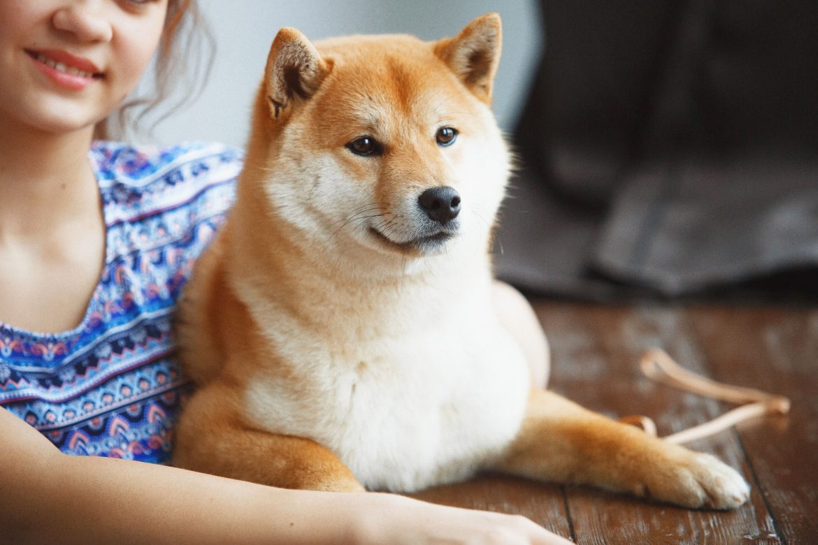 Shiba Inu price rose for four consecutive days as it continued to underperform Dogecoin, the biggest meme coin in the industry. SHIB was trading at $0.000028 on Sunday, a few points below this month’s high of $0.000030. It has risen by 145% from its August lows.
Shiba Inu price could explode higher soon
Technicals suggest that the Shiba Inu coin could be about to explode higher in the past few days. 
On the daily chart, we see that the coin is hovering at the 50% Fibonacci Retracement level. Also, the coin has formed a cup and handle pattern, a popular bullish sign. The upper side of the cup is at $0.000030, which it needs to clear in the coming days.
Shiba Inu token has also formed a golden cross pattern as the 50-day and 200-day Exponential Moving Averages (EMA) have crossed each other. This pattern happened on October 31 and the coin has already jumped by 56% since then.
The last time Shiba Inu formed a golden cross was in October last year and it then jumped to the year-to-date high of $0.000045.
Meanwhile, oscillators like the Relative Strength Index (RSI) and the MACD indicators have continued rising. The MACD is stuck above the zero line, while the RSI is nearing the overbought point at 70.
Going back to the cup and handle, we see that its depth was about 185%. As such, if we add that amount to the upper side of the cup at $0.000030, we can assume that the coin will soar to $0.000085. 
Read more: <a href="https://invezz.com/news/2024/11/05/shiba-inus-big-bet-2-35-billion-blockchain-hub-sends-shib-price-higher/">Shiba Inu’s big bet: $2.35 billion Blockchain Hub sends SHIB price higher</a>
The bullish case will be invalidated if the coin drops below the key support level at $0.000020. A drop below that level will raise the chances of the coin falling to $0.000010.
Analysts believe that the Shiba Inu price will do well in the near term. In a recent X post, an analyst known as <a href="https://x.com/ali_charts/status/1859727741572026796">Ali observed</a> that SHIB was mirroring that of Dogecoin, which has gone parabolic in the past few months. 
<a href="https://twitter.com/ali_charts/status/1859727741572026796"></a><a href="https://twitter.com/ali_charts/status/1859727741572026796">Ali</a><a href="https://twitter.com/ali_charts/status/1859727741572026796">@ali_charts</a>·<a href="https://twitter.com/intent/follow?screen_name=ali_charts">Follow</a><a href="https://twitter.com/ali_charts/status/1859727741572026796"></a><a href="https://twitter.com/hashtag/ShibaInu">#ShibaInu</a> <a href="https://twitter.com/search?q=%24SHIB">$SHIB</a> looks like <a href="https://twitter.com/hashtag/Dogecoin">#Dogecoin</a> <a href="https://twitter.com/search?q=%24DOGE">$DOGE</a>! If true, $0.00049 next!<a href="https://twitter.com/ali_charts/status/1859727741572026796"></a><a href="https://twitter.com/ali_charts/status/1859727741572026796">1:37 AM · Nov 22, 2024</a><a href="https://help.twitter.com/en/twitter-for-websites-ads-info-and-privacy"></a><a href="https://twitter.com/intent/like?tweet_id=1859727741572026796">615</a><a href="https://twitter.com/intent/tweet?in_reply_to=1859727741572026796">Reply</a>Copy link<a href="https://twitter.com/ali_charts/status/1859727741572026796">Read 37 replies</a>
Shiba Inu’s potential catalysts
There are several potential catalysts for the Shiba Inu price. First, it could benefit from the ongoing crypto bull run that has pushed Bitcoin close to $100,000. BTC has spent 16 years to get to $100,000, and analysts believe that it will spend a smaller period to get to $200,000. In most periods, meme coins like Shiba Inu do well when Bitcoin is soaring. 
Second, the Shiba Inu burn rate is still quite strong even after it dropped by 98% in the last 24 hours. Over 410 trillion Shiba Inu coins have been incinerated in the past few years, a trend that will certainly continue in the coming years.
A token burn is a situation where existing coins are moved to a wallet without a key, and is one of the top ways that cryptocurrencies create value. The goal is to reduce the amount of coins and making it deflationary.
Shiba Inu burns its tokens in a number of ways. For example, some of the BONE fees made in Shibarium are transformed into SHIB and burned. Data shows that Shibarium has processed over 550 million transactions as the number of addresses rose to 1.9 million. 
Read more: <a href="https://invezz.com/news/2024/10/29/shiba-inus-nft-bridge-goes-live-on-shibarium-whats-next-for-shib-price/">Shiba Inu’s NFT bridge goes live on Shibarium: what’s next for SHIB price?</a>
The other Shiba Inu burns come from voluntary sellers and from ShibaSwap, its DEX network that has over $25 million in assets.
From a macro level, the coin will benefit from the ongoing Federal Reserve interest rate cuts and the potential friendly regulations in the incoming Donald Trump administration. Some analysts even expect that there could be a Shiba Inu ETF in 2025.
The post <a href="https://invezz.com/news/2024/11/24/shiba-inu-price-prediction-heres-why-shib-is-about-to-fly/">Shiba Inu price prediction: here’s why SHIB is about to fly</a> appeared first on <a href="https://invezz.com/">Invezz</a> Shiba Inu price prediction: here’s why SHIB is about to fly