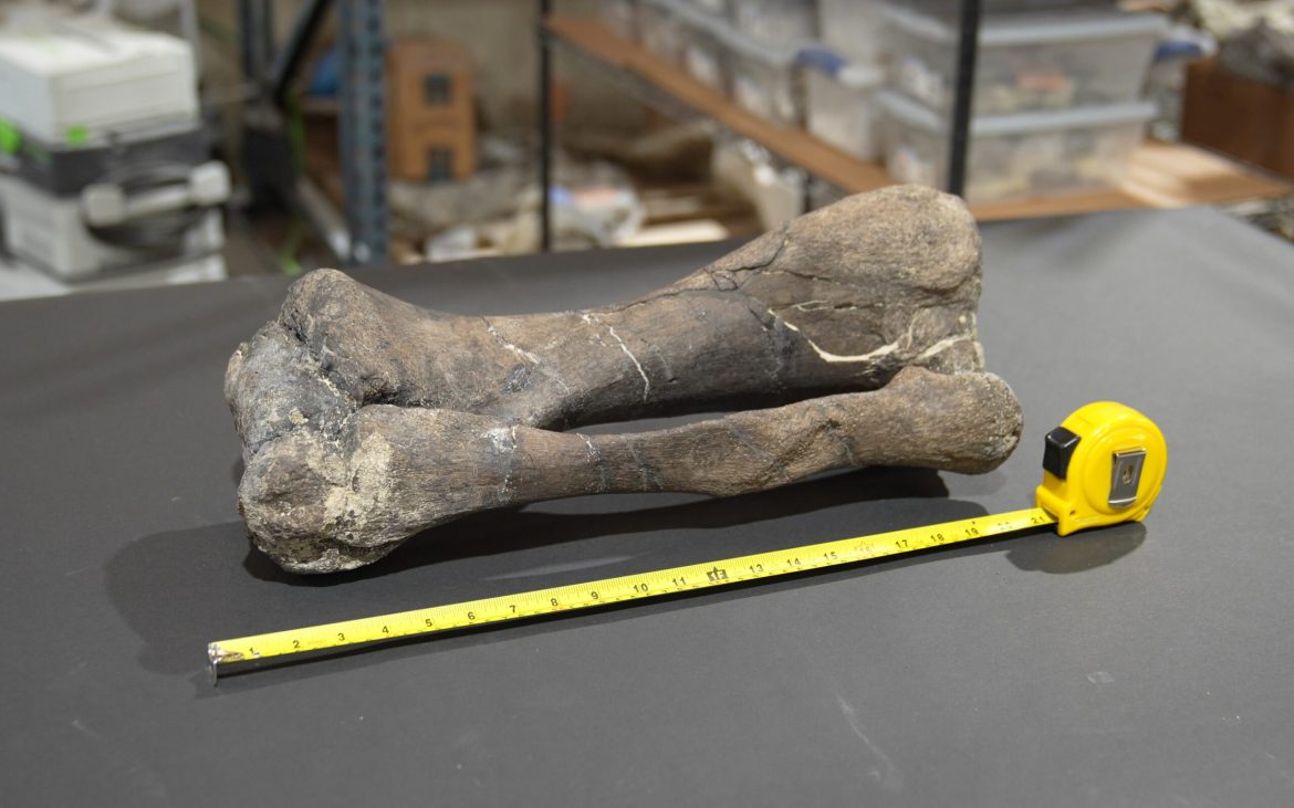 Forget traditional investments like stocks or cryptocurrency—Rally, a platform specializing in fractional ownership, has launched a groundbreaking $13.75 million IPO for a Stegosaurus fossil. 
Known as “Steg,” the fossil is being unearthed on a private plot of land in northern Wyoming.
Rally co-founder Rob Petrozzo <a href="https://www.marketwatch.com/story/a-new-ipo-offers-shares-in-something-completely-different-dinosaur-bones-f52cf7c0?mod=mw_latestnews">told MarketWatch</a> the offering is being valued at $13.75 million, with 200,000 shares available, priced at $68.75 apiece. 
Investors can purchase shares starting today, and “Steg” is expected to officially begin trading on Dec 20. 
Unlike most assets on Rally, which are typically traded like traditional equities with the option to buy and sell at any time, “Steg” comes with a unique proposition. 
According to Petrozzo, once shares are purchased, they cannot be traded on the platform. 
Instead, the plan is to sell “Steg” within 18 to 24 months, likely at a profit, through an auction or private sale, with the proceeds distributed among shareholders.
“This is a premium specimen,” said Rob Petrozzo, Rally’s co-founder. 
He emphasized that “Steg” is already 67% complete, and more pieces are being discovered during the ongoing excavation process.
Demand for dinosaur skeletons skyrockets
Dinosaur fossils have become increasingly popular in the collector market, often fetching multi-million-dollar sums. 
Hedge fund billionaire Ken Griffin’s acquisition of a Stegosaurus skeleton, nicknamed “Apex,” for $44.6 million at a Sotheby’s auction in July is a prime example of this growing trend.
Christie’s recent auction saw three dinosaur skeletons sell for $15.7 million combined, further underscoring the rising interest in prehistoric artifacts. 
“It’s a brand-new market,” Petrozzo said, highlighting the surging demand for high-quality fossils.
Can fossils be considered reliable investments?
Despite the buzz, some experts remain cautious about dinosaur skeletons as an investment category. 
Stephen Fishler, CEO of ComicConnect, points to the variability in quality and completeness as a potential hurdle.
“We’re far from a marketplace where fossils can be considered reliable investments,” Fishler said. 
Fossils vary significantly, with some being only half-complete while others reach 80% or more. 
Missing bones are typically filled in with replicas for display, complicating valuations.
Still, Rally is confident in the quality of “Steg,” describing it as a rare and highly desirable specimen.
Other accessible options for fossil enthusiasts
Not all dinosaur enthusiasts need to invest millions. 
Individual bones and teeth can be purchased for hundreds or thousands of dollars through collector shows and online marketplaces.
Quincy Hansen, a Fort Collins-based fossil collector, regularly searches for smaller fossils, spending as much as $750 on individual items. 
Hansen also prospects for fossils in the field, occasionally uncovering rare finds.
“You never know what you’ll discover,” Hansen said, holding onto the hope of a major find someday.
Rally’s Stegosaurus IPO highlights the potential of fossils as an alternative investment class. 
Whether it’s the start of a thriving market or a speculative experiment, “Steg” offers investors a unique chance to own a piece of ancient history.
The post <a href="https://invezz.com/news/2024/12/13/rallys-13-75-mn-stegosaurus-ipo-is-bringing-fossils-to-the-market-should-you-invest/">Rally’s $13.75 mn Stegosaurus IPO is bringing fossils to the market. Should you invest?</a> appeared first on <a href="https://invezz.com/">Invezz</a> Rally’s $13.75 mn Stegosaurus IPO is bringing fossils to the market. Should you invest?