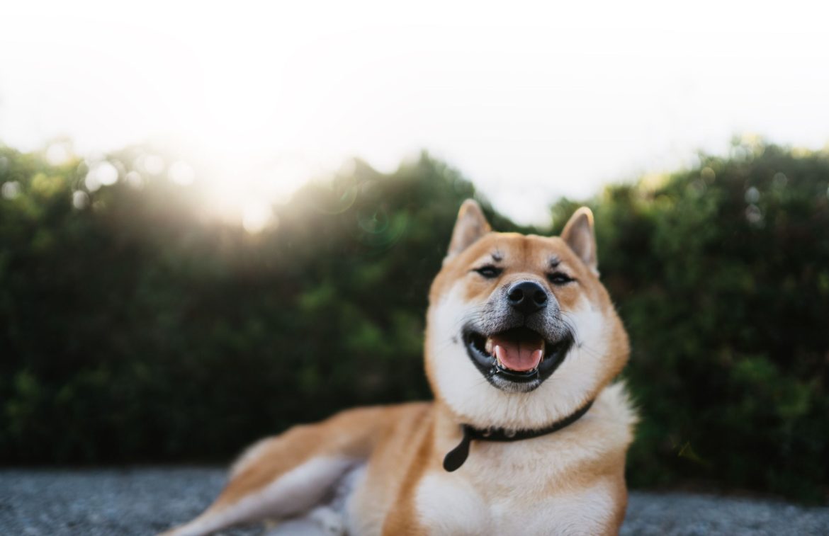 Shiba Inu price rose on Thursday as investors reacted to the ongoing Bitcoin surge. The SHIB token jumped to a high of $0.00003268, its highest level since March 14 this year. It has risen by about 200% from its lowest level this year. 
Shiba Inu price analysis
The daily chart shows that the SHIB price has been in a strong bullish trend in the past few months. It has jumped to a high of $0.00003260, its highest level since March this year. 
The coin has formed a cup and handle pattern, a popular bullish sign. This pattern is made up of a horizontal and a rounded bottom. In most periods, this is one of the most popular bullish continuation sign.
Shiba Inu has also formed a golden cross pattern as the 50-day and 200-day Exponential Moving Averages (EMA) crossed each other. The coin has moved to the Weak, Stop & Reverse of the Murrey Math Lines. This means that Shiba Inu has more room to go to get to the extreme overshoot level at $0.00004172. 
Shiba Inu has moved above the Ichimoku cloud indicator. Also, the Relative Strength Index (RSI) and the Stochastic Oscillator have continued rising. Therefore, there is a likelihood that the coin will likely continue soaring as bulls target the key resistance at $0.000045, which is about 40% above the current level. 
The stop loss of the Shiba Inu coin is $0.0000268, the top of trading range. A drop below that level will point to more downside. 
SHIB price chart
Why the SHIB price may continue rising
There are a few reasons why the SHIB price may continue rising in the near term. First, the coin will benefit from the ongoing crypto bull run. <a href="https://invezz.com/news/2024/12/05/bitcoin-at-100-k-a-milestone-once-dismissed-as-fantasy-becomes-reality/">Bitcoin has moved above the $100,000</a>, meaning that the coin has more room to grow. In most periods, altcoins like Shiba Inu and Dogecoin do well when Bitcoin is rising.
Second, Shiba Inu price will continue doing well as more coins are incinerated. Data shows that over <a href="https://www.shibburn.com/">2.5 million</a> coins were burned in the past 24 hours. Altogether, over 410 trillion tokens have already been burned. The circulating supply of these coins stood at over 583 million. Also, 5.3 trillion SHIB coins have been staked.
Third, SHIB price will likely do well as its ecosystem continues to grow. Data by <a href="https://defillama.com/protocol/shibaswap">DeFi Llama</a> shows that ShibaSwap has a total value locked (TVL) of over $28.7 million. Its anualized fees have moved to over $3 million. 
Meanwhile, the number of <a href="https://www.shibariumscan.io/stats">Shibarium has handled</a> over 602 million transactions as the number of accounts rose to 208k. The number of total addresses is nearing 2 million. 
The growth of Shibarium and ShibaSwap is important for Shiba Inu because the fees charged are converted into SHIB and burned. 
The post <a href="https://invezz.com/news/2024/12/05/shiba-inu-price-analysis-heres-why-shib-is-set-to-explode-higher/">Shiba Inu price analysis: Here’s why SHIB is set to explode higher</a> appeared first on <a href="https://invezz.com/">Invezz</a> Shiba Inu price analysis: Here’s why SHIB is set to explode higher