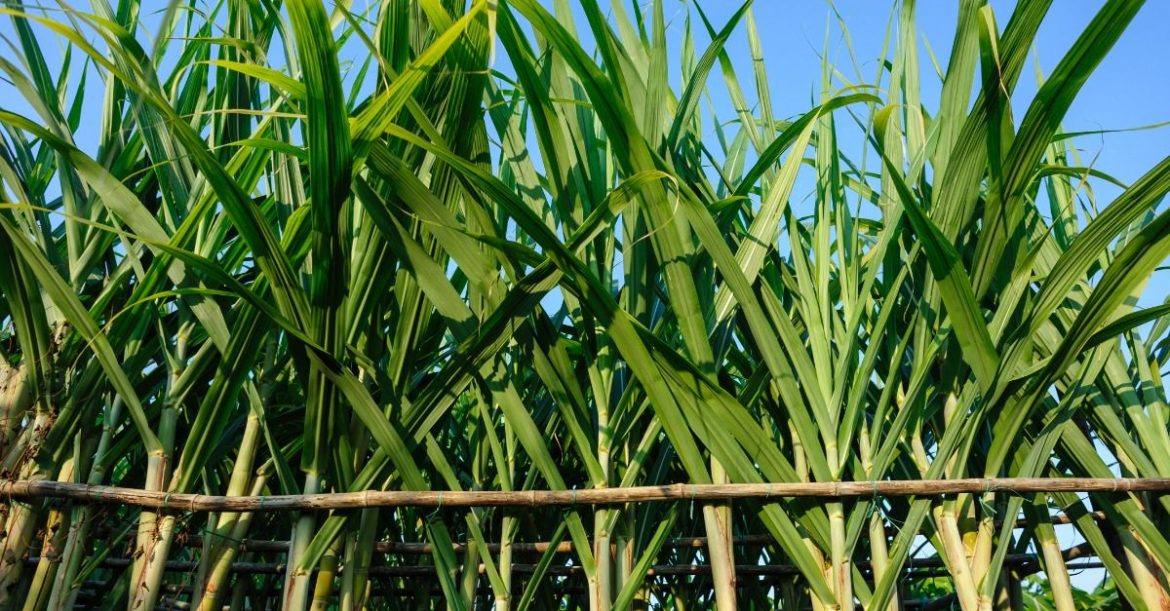 Thailand’s sugar industry facing $60 million in losses: here’s why